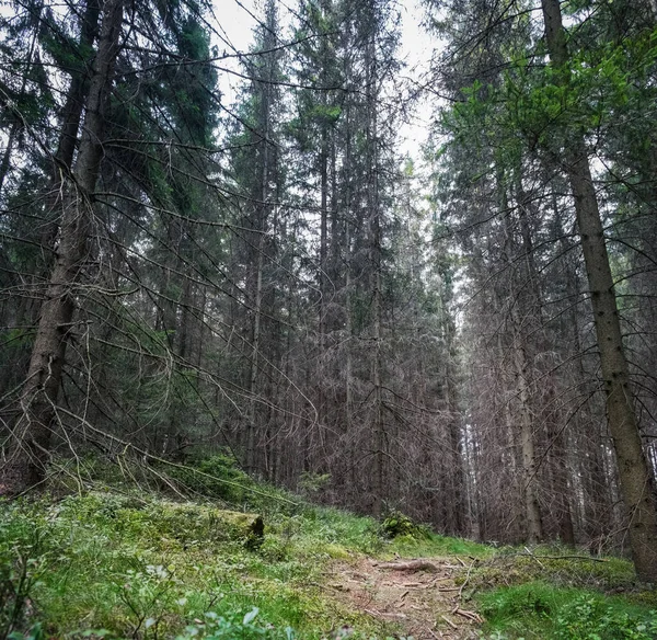 Schmutzige Lehmstraße Nadelwald Blick Auf Neblige Kiefernwälder Der Felsenstadt Adrspach — Stockfoto