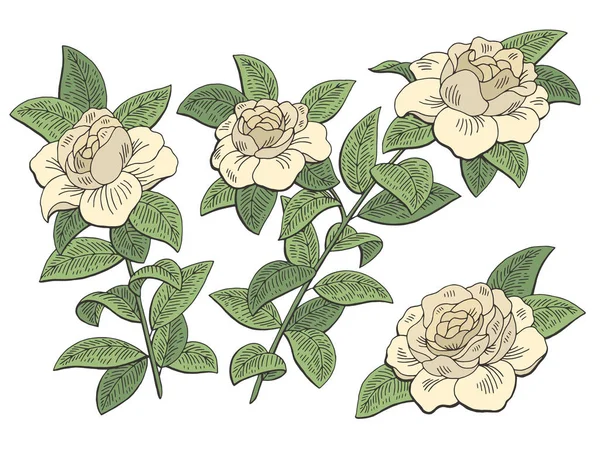 Gardenia flower branch graphic color isolated sketch illustration vector
