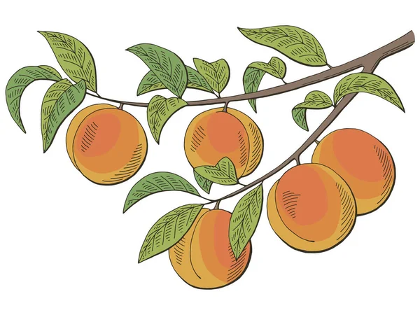 Peach fruit graphic branch color isolated sketch illustration vector