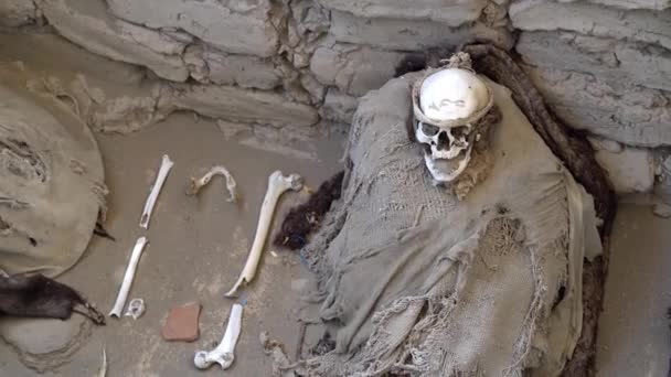 Ica Perú Dic 2019 Una Momia Acompañada Algunos Huesos Exhiben — Vídeo de stock
