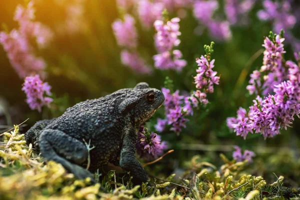 Makro Atış Sığ Dof Kurbağa Küçük Bir Çalılık Kenevir Çiçeğinin — Stok fotoğraf