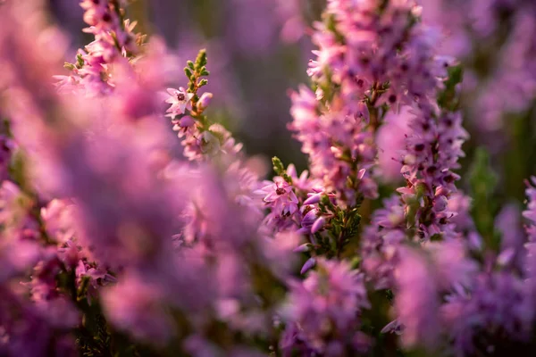 Seichtes Dof Makroaufnahme Von Heideblüten Gegenlicht Der Abendsonne Stockbild