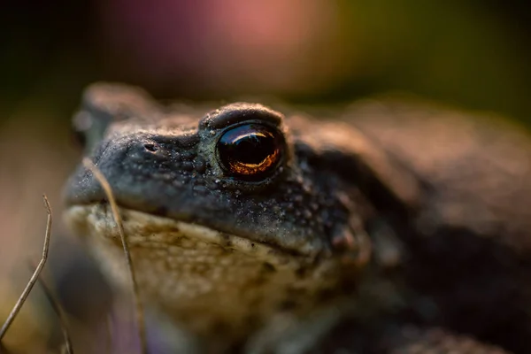 Seichtes Dof Makroaufnahme Einer Wilden Waldkröte Stockfoto