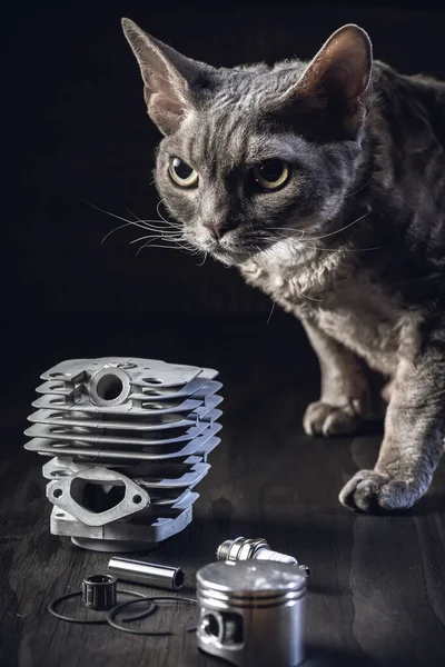 Γάτα Αλυσοπρίονο Μέρη Του Κινητήρα Κύλινδρος Πιστόνι Δακτύλιοι Επισκευή Και Royalty Free Φωτογραφίες Αρχείου