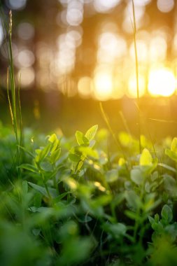 Doğa. Orman meyveleri. Yaban mersini filizleri koyu yeşil çimlerde. Günbatımına kadar