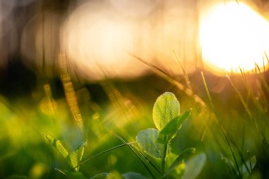 Doğa. Orman meyveleri. Yaban mersini filizleri koyu yeşil çimlerde. Günbatımına kadar