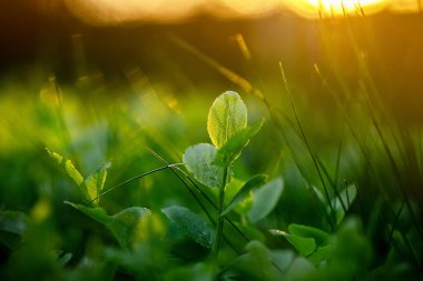 Doğa. Orman meyveleri. Yaban mersini filizleri koyu yeşil çimlerde. Günbatımına kadar