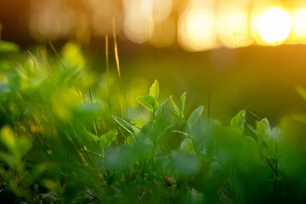 Die Natur Waldbeeren Blaubeersprossen Einem Sattgrünen Gras Gegenlicht Des Sonnenuntergangs lizenzfreie Stockfotos