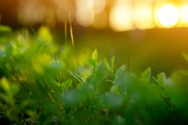 Natureza Bagas Floresta Broto Mirtilo Uma Grama Verde Profunda Backlit Fotografias De Stock Royalty-Free