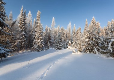 hayvan iğne yapraklı orman Karda izler