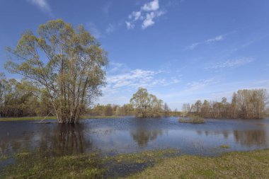 Bahar, yatay eritmek suları ve su ağaçlarda