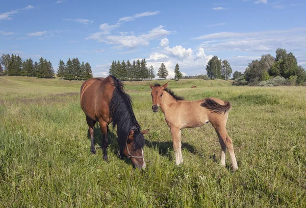 Veulen Met Een Paard Weelderige Gras Landschap Achtergrond — Stockfoto