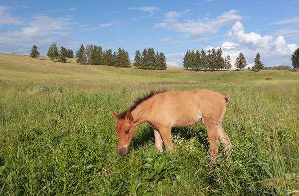 Veulen Groene Gras Met Landschap Achtergrond — Stockfoto