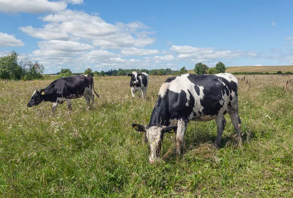 Tres Vacas Campo Con Hierba Verde — Foto de Stock