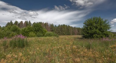 Yaz, yatay, otlar ve orman bulutlar ile