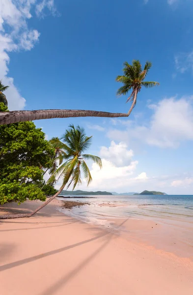 Palmera Paralela Mar Orilla Tropical — Foto de Stock