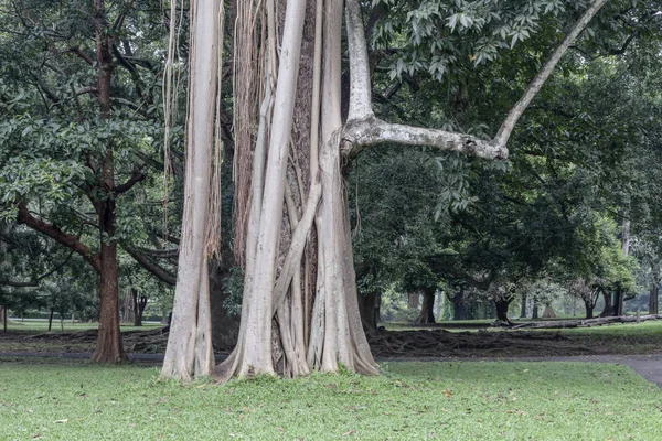 Parkta Sri Lanka birçok mayo antik bir ağaç