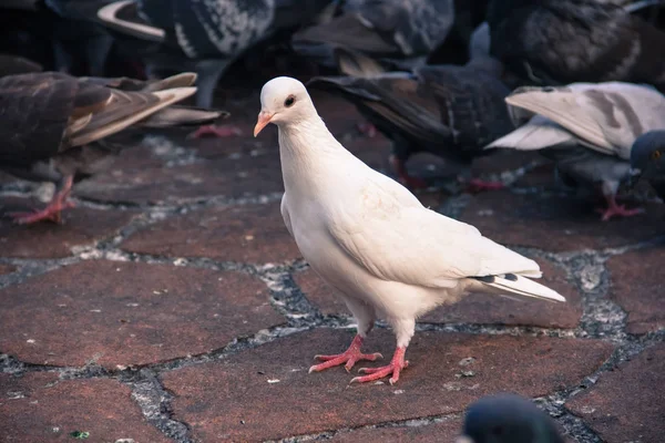 Primer plano de paloma blanca en un parque — Foto de Stock