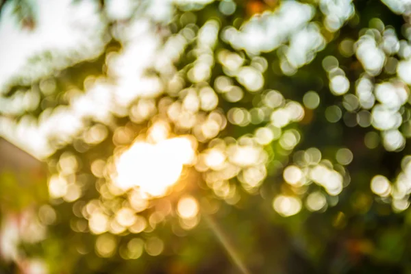 Raggi di sole che brillano tra gli alberi — Foto Stock