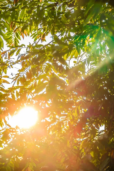 Mattina luce del sole che splende attraverso — Foto Stock