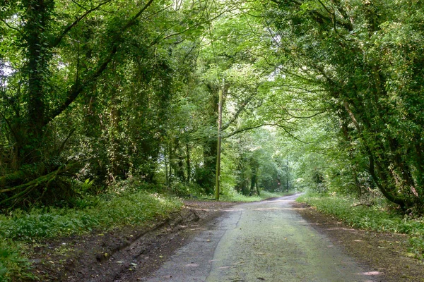 Englische Landstraße Wald Aufgenommen Gloucestershire Geringe Schärfentiefe — Stockfoto