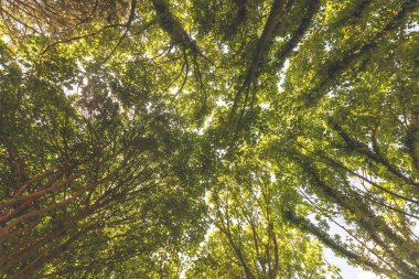 Ağaç gölgelik, yeşil yaprakları ve mavi gökyüzü, yatay fotoğraf tonlama bölünmüş arıyorum