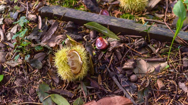 Открытый Каштан Грунде Лошадиный Каштан Aesculus Hippocastanum Глухарь Поле Autumn — стоковое фото