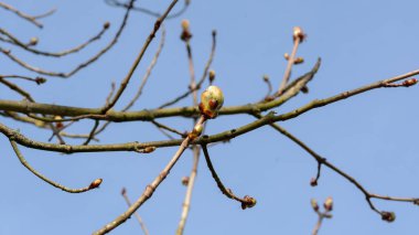 A açılış ağaç bahar tomurcukları
