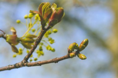 K açılış ağaç bahar tomurcukları