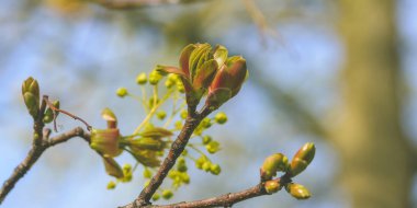 L açılış ağaç bahar tomurcukları