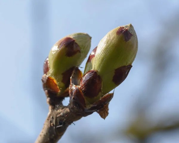 Primavera árvore brotos abertura C — Fotografia de Stock