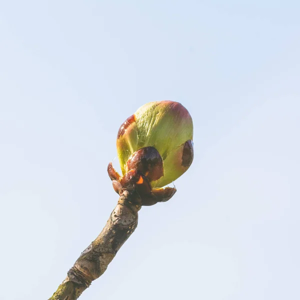 Våren trädknoppar öppning D — Stockfoto