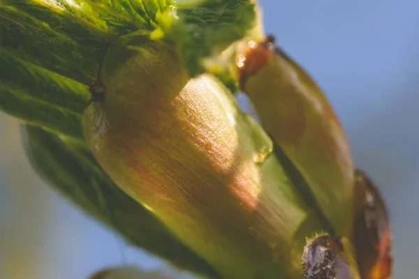 Våren trädknoppar öppettider F — Stockfoto