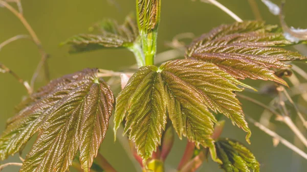 Våren Tree knoppar öppning S — Stockfoto