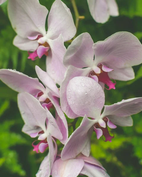 Flor de la orquídea primer plano B — Foto de Stock