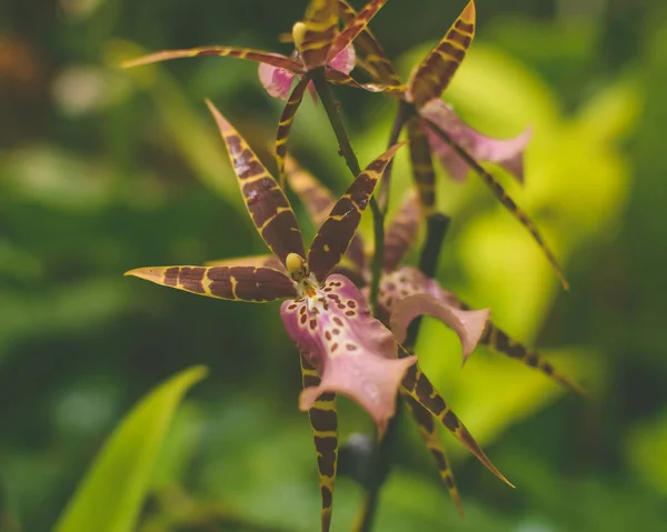 Flor de orquídea Fechar E — Fotografia de Stock