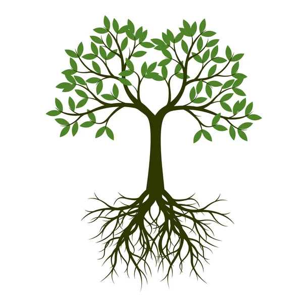 Πράσινο Την Άνοιξη Δέντρο Ρίζα Εικονογράφηση Διάνυσμα Φυτέψτε Στον Κήπο — Διανυσματικό Αρχείο