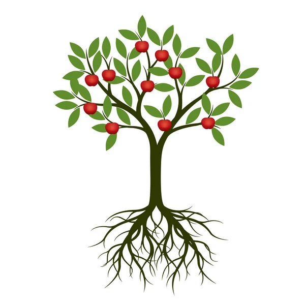 Arbre Vert Aux Racines Aux Pommes Rouges Illustration Vectorielle Plante — Image vectorielle