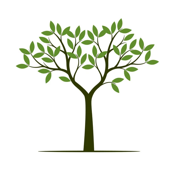 Green Spring Tree Vector Illustration Plant Garden — Stock Vector