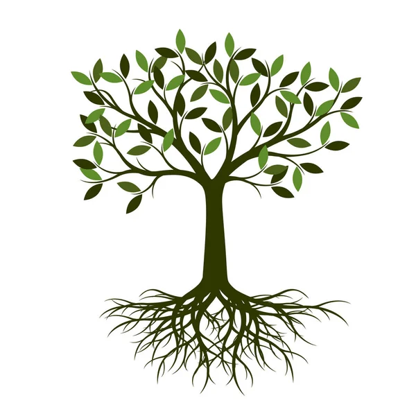 Gröna Sommaren Träd Med Rot Vektorillustration Plantera Trädgården — Stock vektor