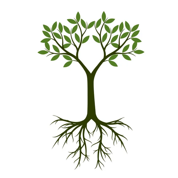 Зелене Літо Дерево Корінням Векторна Ілюстрація Рослина Саду — стоковий вектор