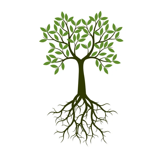 Árbol Verde Verano Con Raíz Ilustración Vectorial Planta Jardín — Vector de stock