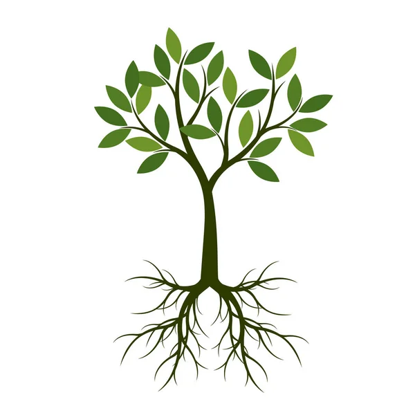 Καλοκαίρι Πράσινο Δέντρο Ρίζα Εικονογράφηση Διάνυσμα Φυτέψτε Στον Κήπο — Διανυσματικό Αρχείο