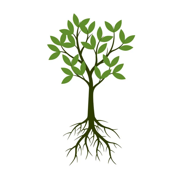 Árbol Verde Verano Con Raíz Ilustración Vectorial Planta Jardín — Vector de stock