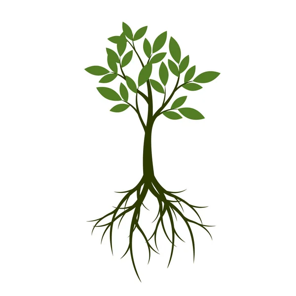Árbol Verde Verano Con Raíz Ilustración Vectorial Planta Jardín — Vector de stock