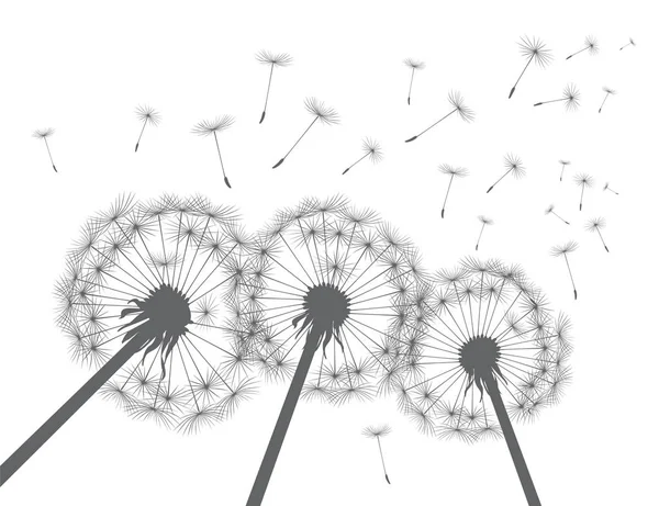 Grey Silhouette Dandelions White Background Vector Illustration — Stock Vector