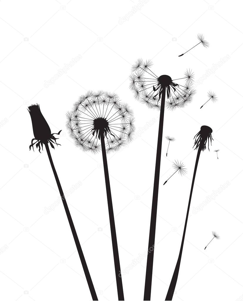 Black silhouette Dandelions on white background. Vector Illustration.