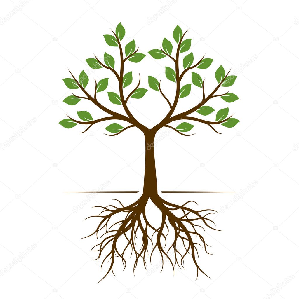 Color shape of Tree with Roots. Vector Illustration. Plant in garden.