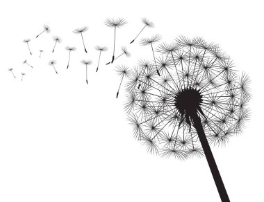 Black silhouette Dandelions and white background. Vector Illustration. clipart