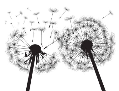 Siluet Dandelions ve beyaz arka plan siyah. Vektör çizim.